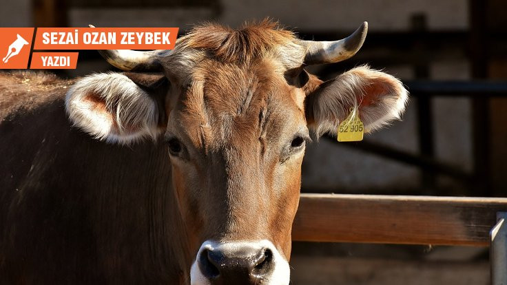 Millileştirilen hayvanlar, süt veren 'öküzler'