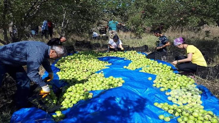 Öğrencilere burs için elma topluyorlar