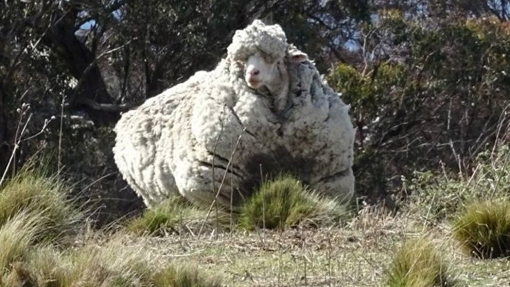41 kiloluk yünüyle dünya rekoru sahibi koyun öldü