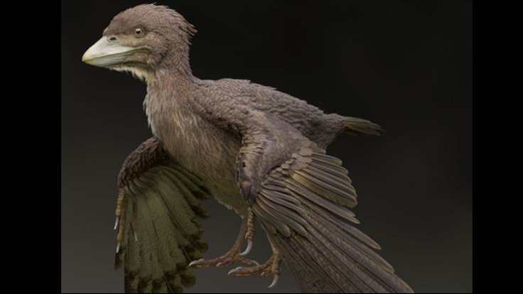 Yeni keşfedilen bir fosil, dinozor ve kuşları birbirine bağlıyor