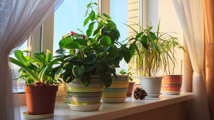 Hayır, ev bitkileri sandığınız gibi havayı temizlemiyor