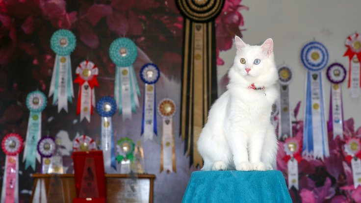 Yarışma sonucu: En güzel kedi 'Su' - Sayfa 1