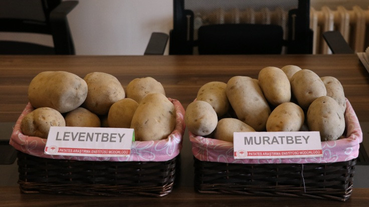 İki yeni yerli patates türü: Leventbey ve Muratbey