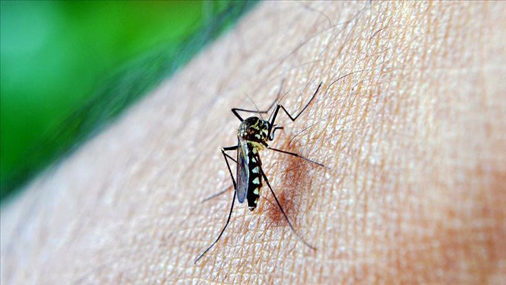Hastalıklarla mücadele için sivrisinekler kısırlaştırılacak