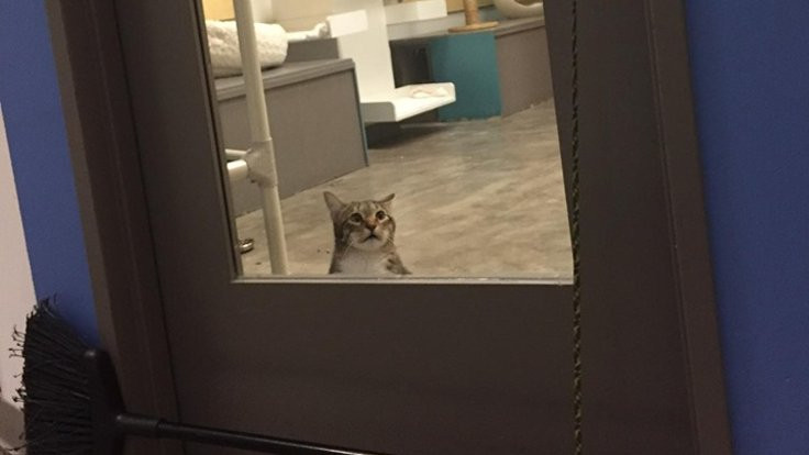 ABD'de tecrit edilen kediye sosyal medyadan destek: 'Kapıları açın' çağrısı yapıldı