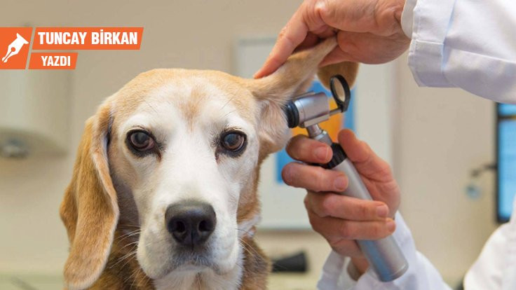 Köpekler, insanlar ve 'modern tıp'