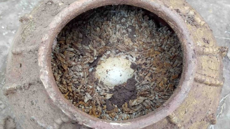 Çin'de pirinç içine gömülmüş 500 yıllık yumurtalar bulundu