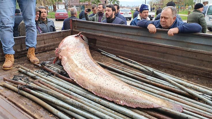 İznik'te 100 kiloluk balık