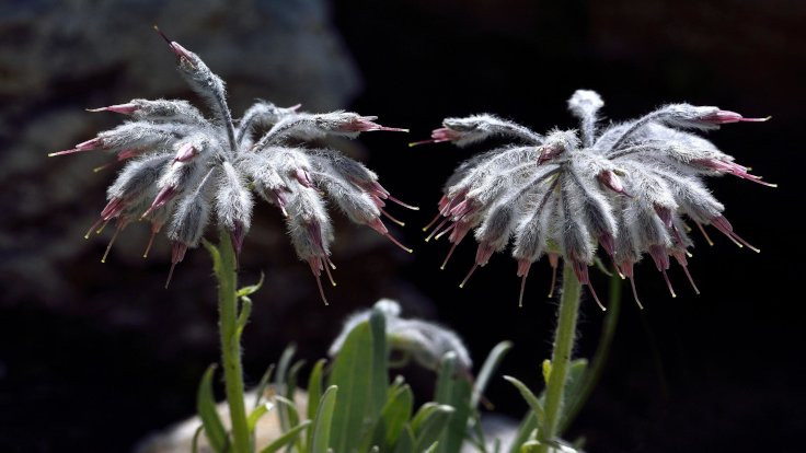 Denizli'de yeni bir bitki türü keşfedildi: Yünlügelin
