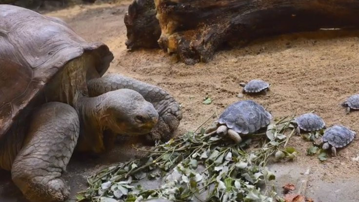 Yüksek libidosuyla türünü kurtaran kaplumbağa Diego evine dönüyor