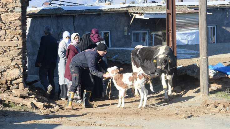 Malatya Doğanyol'da depremde yıkılan ahırlarda mahsur kalan hayvanlar kurtarıldı