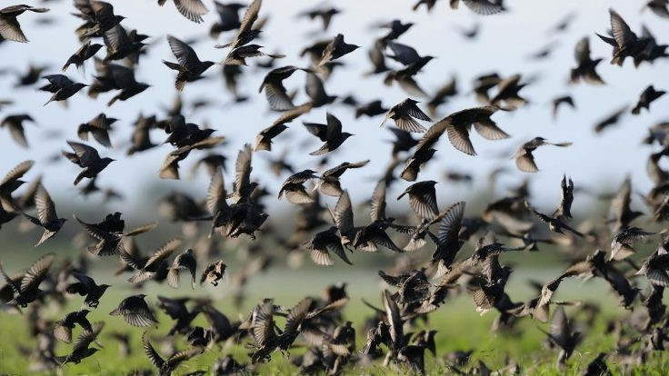 İstanbul'a uyarı: Ölü kuşlara dokunmayın