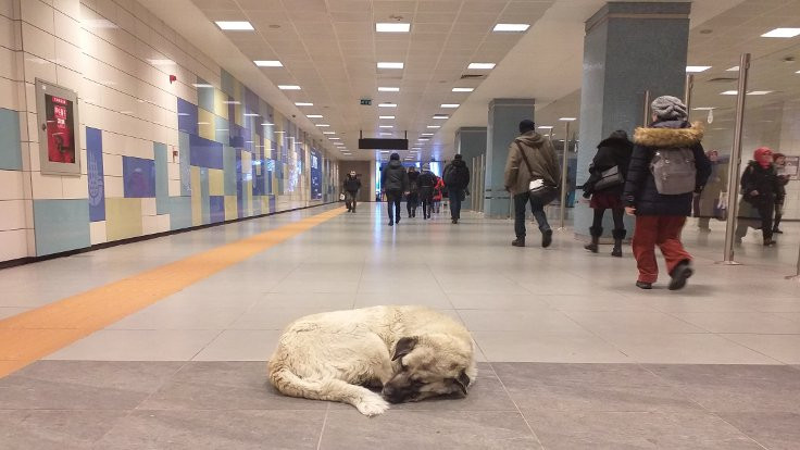 Sokak hayvanları metroya sığındı