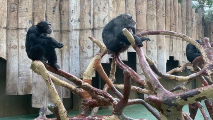 Hayvanat bahçesinde yangın: 30 maymun öldü