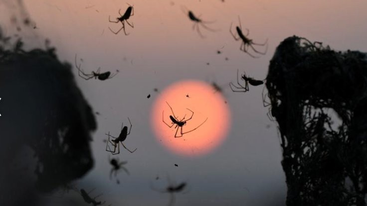 Avustralya'da 'zehirli örümcek' uyarısı