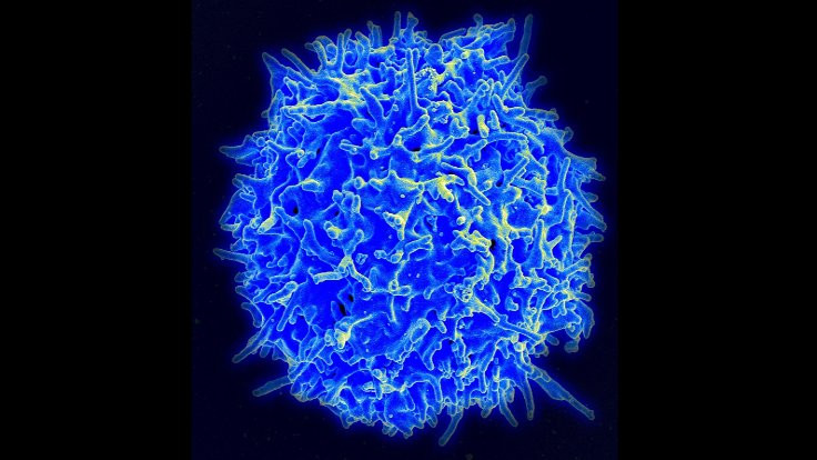 'Tüm kanserleri tedavi edebilen' hücre