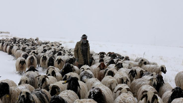 Van'da tipi nedeniyle mahsur kalan çobanlar ve sürü kurtarıldı