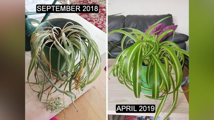Öncesi ve sonrasıyla kurtarılan bitkiler - Sayfa 4