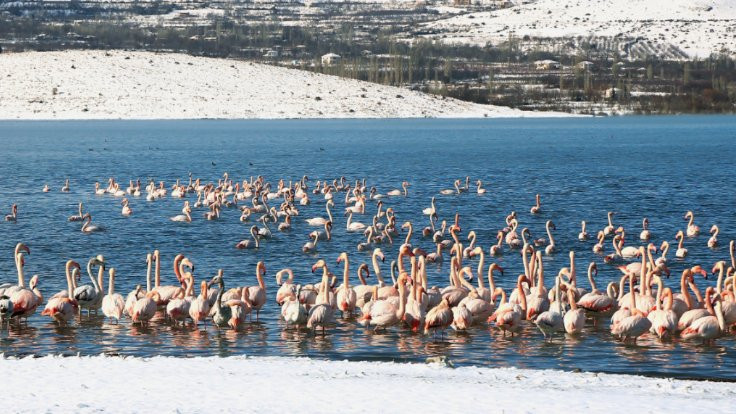 Konya'da 12 flamingo öldü