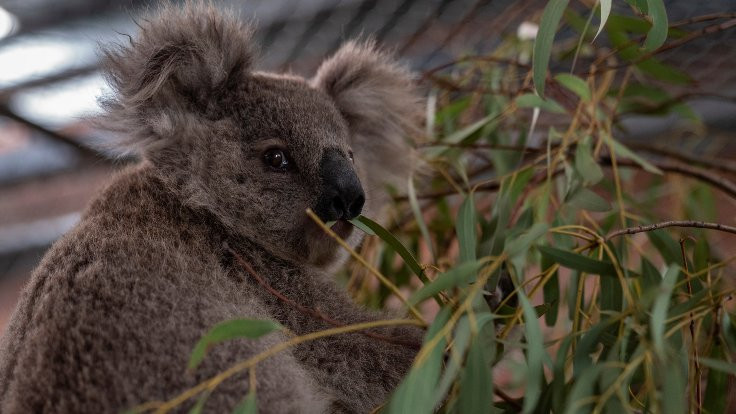 Avustralya'da onlarca koala kereste için katledildi