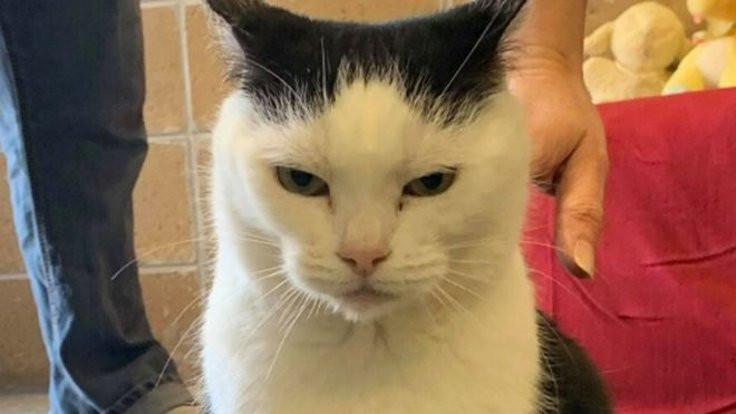 'Dünyanın en kötü kedisi' Perdita: Hasta zannettik, pisliğin teki çıktı