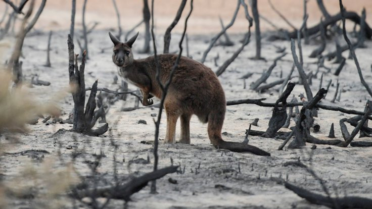Avustralya yangınları: 113 hayvan türü risk altında