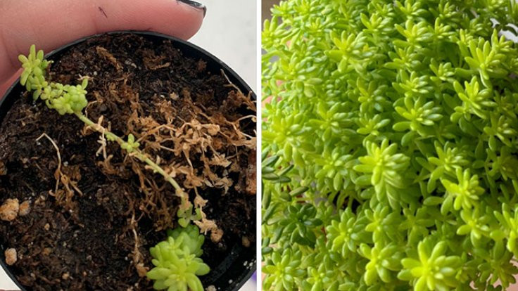 Öncesi ve sonrasıyla kurtarılan bitkiler