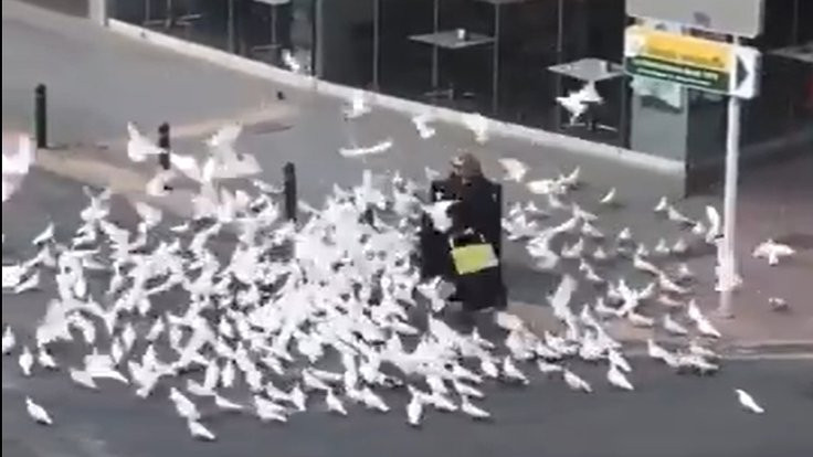 Karantinada aç kalıp bir kadının peşine takılan güvercinler viral oldu