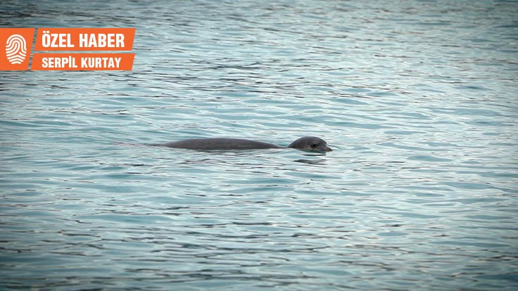Akdeniz foklarının belgeseli çekilecek