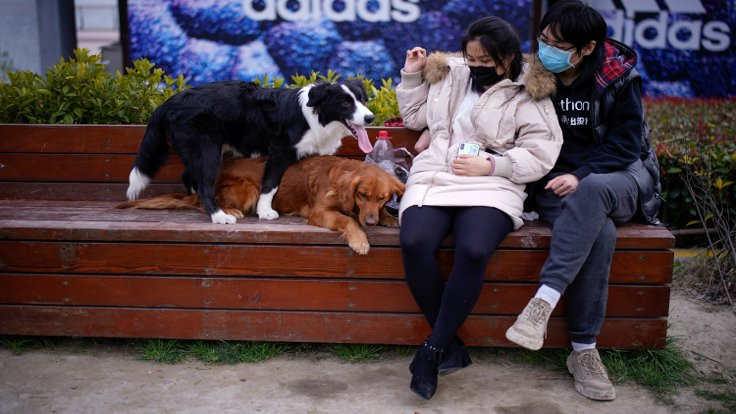 Çin'in Shenzhen kentinde kedi ve köpek eti yemek yasaklandı