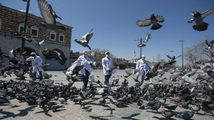 İstanbul'da özel izinle güvercin beslediler