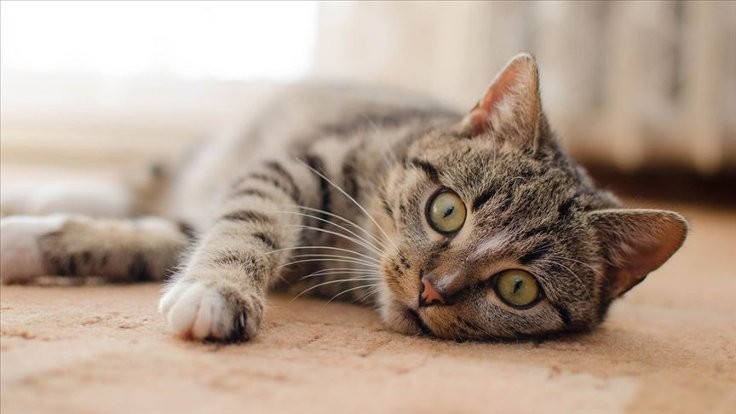 New York'ta iki ev kedisine virüs bulaştı, biri mahalleden kaptı