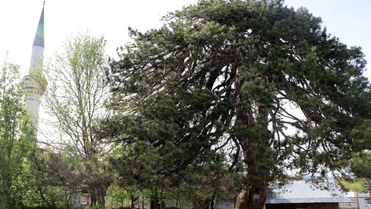 870 yıllık ağacın en sessiz bayramı