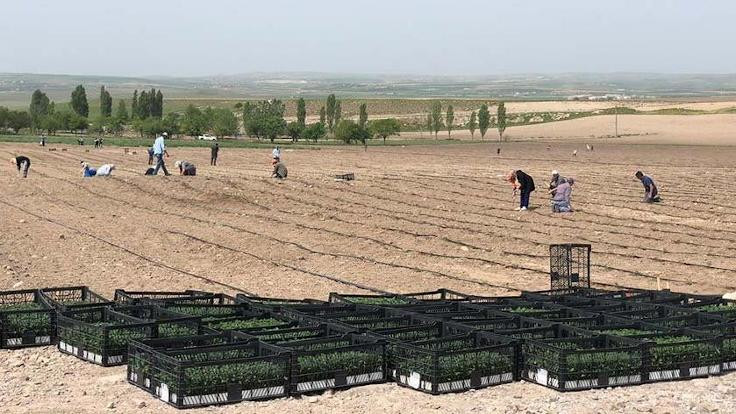 Ankara'da hasat zamanı: İhtiyaç sahiplerine dağıtılacak