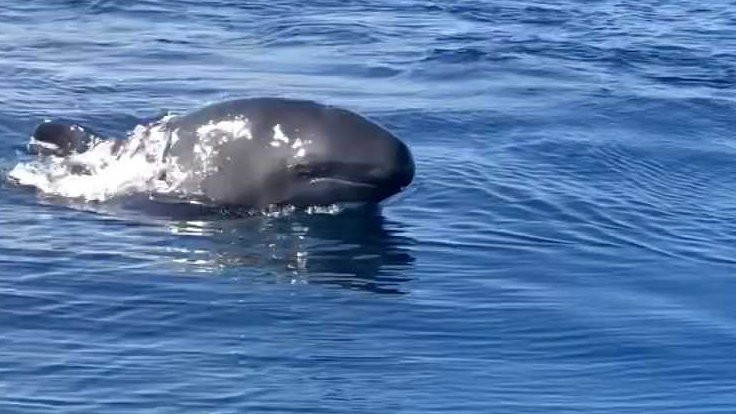 Yalancı katil balinalar ilk defa Kuzey Ege’de