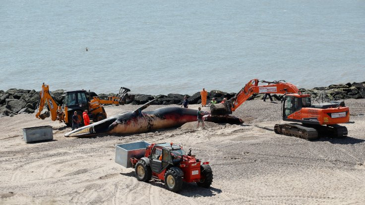 İngiltere'de 12 metre uzunluğundaki balina sahile vurdu
