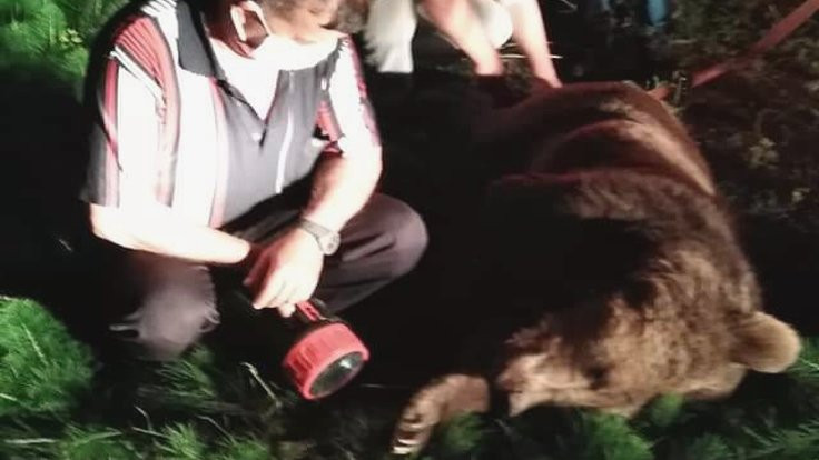 Zonguldak'ta aracın çarptığı ayı öldü