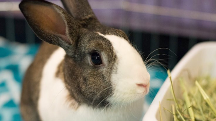 Çin kökenli virüs ABD'de tavşanları öldürüyor