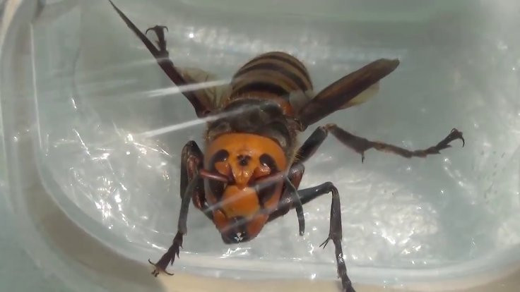 ABD'de katil arı paniği: Dev Asya arıları ilk kez görüldü