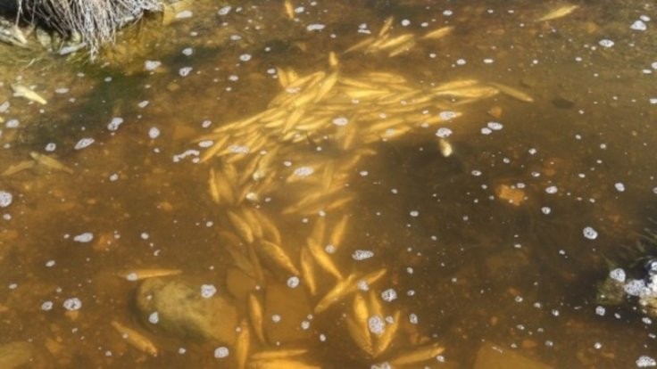 Su ısındı inci kefalleri öldü