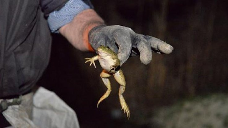 Anadolu su kurbağasının soyu tükenebilir