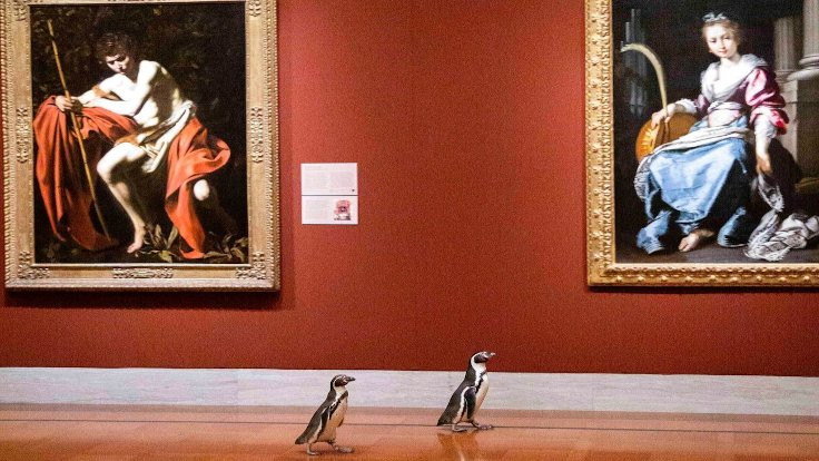 Sanat müzesinde penguenlere özel gezi