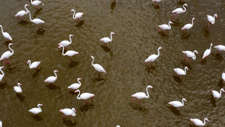 18 bin yavru flamingo uçmayı bekliyor
