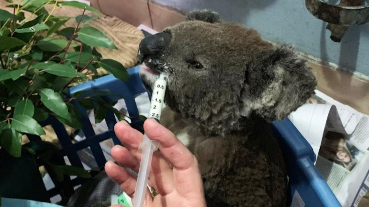 Avustralya'da koalalar tehlike altında: 30 yıl sonra nesli tükenebilir
