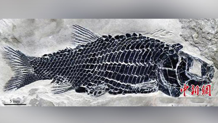 244 milyon yıllık balık fosili bulundu
