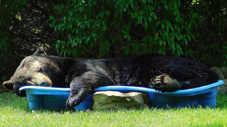 Çocuk havuzunda uyuyan dev ayı viral oldu