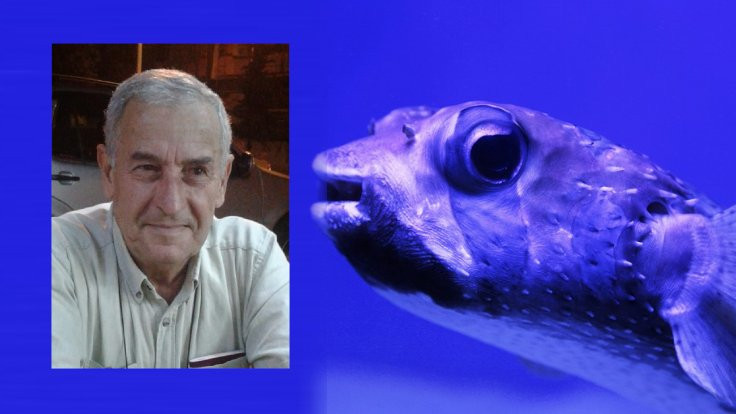 Balon balığı yedi öldü: 'Sürekli yiyorum' demiş