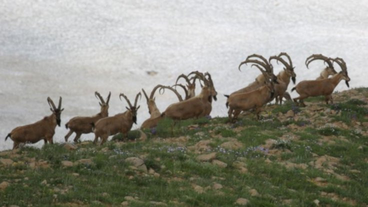Bingöl'de yaban keçilerini avlama izni verildi