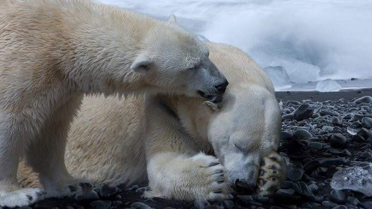 Kutup ayılarının nesli 2100'e kadar tükenebilir