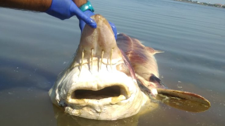 Küçükçekmece Gölü'nde 2 mersin balığı ölü bulundu